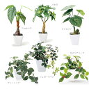インテリアグリーンKU 光触媒・半永久的に消臭効果♪水のいらない観葉植物 抗菌・防汚・浄化 空気清浄 フェイクグリーン おしゃれ トイレ 玄関 洗面所 虫 居間 猫 小型 枯れない 卓上 デスク コンパクト 目隠し パーテーション ミニ