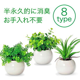 楽天市場 観葉植物 小さいの通販