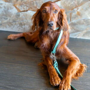 AXELLE U[ ^p ֈ̌^[h k eBt@j[ ubN x[W {̐El  [h   Vv ƎɂĂƗߋ𒲐邾 g