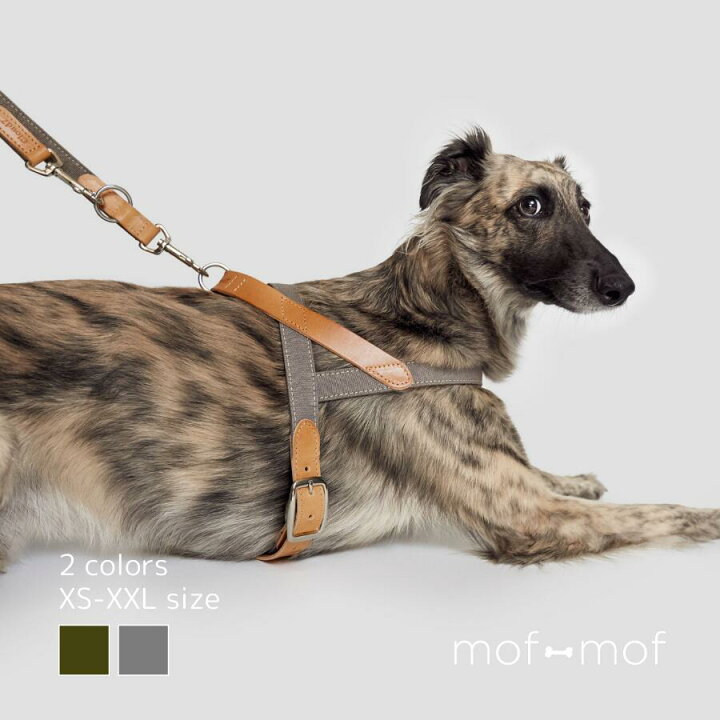 名作 Rifruf Boneカラー 犬用スニーカー 5 4サイズ Www Anavara Com
