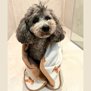 bvuPbg efBxA I[KjbNRbg _炩 ւ̎hȂ 킢  y o g COuh  uh VfރR[t[Xgp C