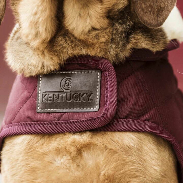 楽天市場】サイズ交換無料 KentuckyDogwear 防寒コート ブラック 