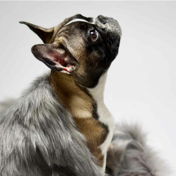 ファー ブランケット 犬 小型犬 気持ちいい 冬用 ウィペット 洗える 犬用 ドッグベッド 北欧 インポート 犬ベッド グレージュ 暖かい アイボリー