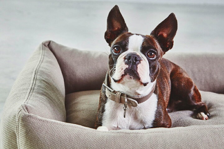 楽天市場 ミアカラ ボックスベッド ベージュ 犬用ベッド 高品質 シンプル ボストンテリア 洗える インテリアになる 丈夫 ドイツ製 犬ベッド へたら ない 高級 おしゃれ インテリア 犬 小型犬 中型犬 成犬 大型犬 老犬 シニア 耐久性 オールシーズン Mof Mof 北欧