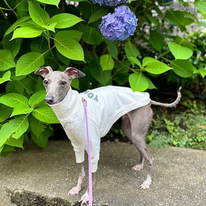 送料無料 サイズ交換ok 北欧 Tシャツ イタグレ スウェット 散歩 犬服 おしゃれ ハイクオリティー 犬 綿 服 イタリアングレーハウンド 袖なし ドッグファッション