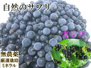 自然栽培・自然農法　冷凍カシス(2kg)　無農薬栽培　農薬不使用　天然ミネラル使用　動物性堆肥不使用