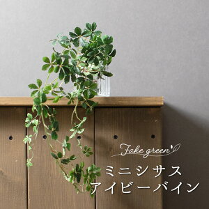 アイビー 鉢 おしゃれ 観葉植物の人気商品 通販 価格比較 価格 Com