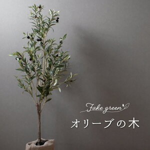 観葉植物 オリーブの木の人気商品 通販 価格比較 価格 Com