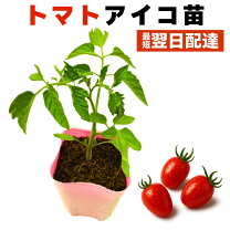 楽天市場】ミニトマト アイコ苗の通販