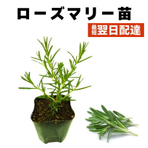 [Y}[ c  قӂ n[u ␫ ̔ Hp ƒ؉ _꒼ ƒ؉ aCɋ _꒼ H 9cm|bg 1 2 3 4 Zbg 