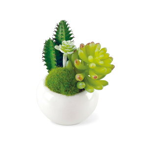 KISHIMA LV} SUCCULENT REFRERIUM TLg tE L A[eBtBVO[ ×6Zbg KH-60983
