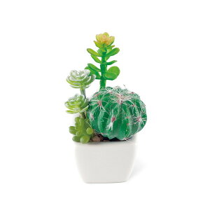KISHIMA LV} SUCCULENT REFRERIUM TLg tE L A[eBtBVO[ ×6Zbg KH-60984