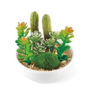 KISHIMA LV} SUCCULENT REFRERIUM TLg tE L A[eBtBVO[ ×6Zbg KH-60987