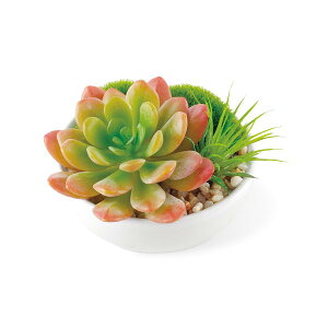 KISHIMA LV} SUCCULENT REFRERIUM TLg tE L A[eBtBVO[ ×6Zbg KH-60988