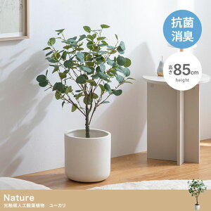 tFCNO[ ϗtA ^ 85cm G} lHϗtA [J Nature(i`) tFCN O[ A   CeA R L A i`   v[