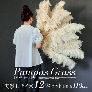 hCt[ VR  CeA XbO ԑ ԍ ϗtA [X u[P  Vv k ؍ ӂӂ rO _CjO a  PampasGrass(ppXOX) LTCY 110cm