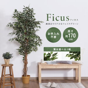 lHϗtA tBJX W900 D900 H1700 lHϗtA tFCNO[  G CeAO[  Vbv tBJX  AȎ bNX Mtg v[g JX 