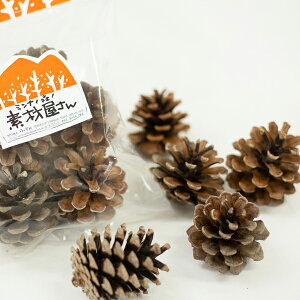 松ぼっくり 天然の通販 価格比較 価格 Com