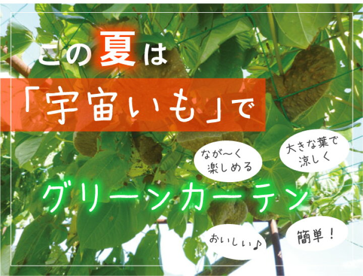 楽天市場 宇宙いも 種芋 芽出済 ６個入り ３個 ２セット 送料込 宅配便発送 島根県産 エアーポテト ソライモ 宇宙芋 宇宙イモ ヤマノイモ グリーンカーテン 野菜苗 芋 苗 健幸ファーム いづも農縁