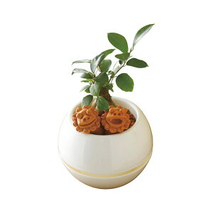 yN[|Lz Ε ~Mtg ̑i ϗtA yz KW}@V[T[@۔5 ϗtA ̑i ϗtA 5000~ lC 4000~ hV v[g Cxg Z[ sale