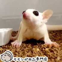 楽天市場】小動物 床 材 クルミの通販