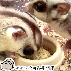 ゆうパケットOK フクロモモンガの乳酸菌カルシウムサプリ 30g ももんがもんもん共和国オリジナル フクロモモンガ フード エサ 餌 メール便対応【動画あり】