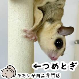 ゆうパケットOK フクロモモンガの爪とぎバー ストレート型 ももんがもんもん共和国オリジナル 爪切り補助 爪ヤスリ効果 フクロモモンガ シマリスやデグーにも使えます メール便対応【動画あり】