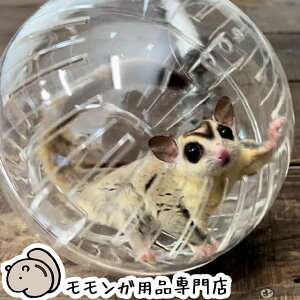 SANKO i[{[18 tN̂ۂɃsb^̓{[ tNK̎U OW TR[ tNKy悠z