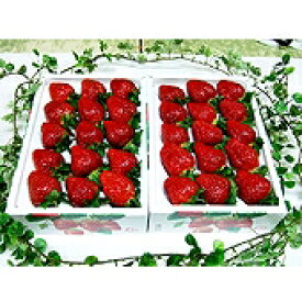 お歳暮　いちご　【岡山県産】大粒いちご（12粒〜15粒）×2箱 【送料無料　※但し北海道・沖縄は送料¥1500】