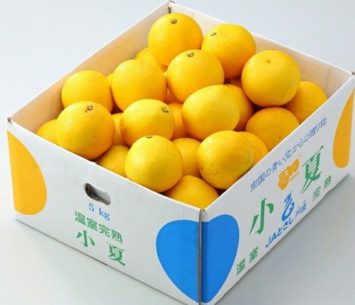 楽天市場】みかん 小夏（ニューサマーオレンジ） L〜2L（約5kg）高知産 