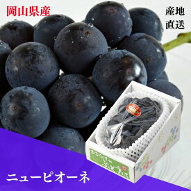 予約販売！【産直品】「岡山県産」ニューピオーネ・1房（約800g）　　　　　発送は8/20日～9/30日迄（季節商品の為発送時期が7日前後する事がございます。）