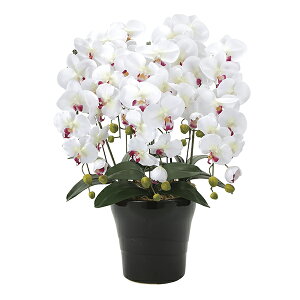 �y�����i�E�労�Ӊ��i �z�N�C�[���Ӓ���5�{��W/AB 916A150 ���G�}�l�H�A�� ���̊y�� 2019 W53×D50×H74cm�y�ʓr��������������ꍇ����E���b�s���O�͗L��(�s�̏ꍇ����)�z