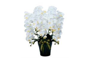 wG} ̊y CӒ5{W 532a300xwiBsEsEԕiLZEsxA[gt[ CeA v[g Mtg 蕨 G G} ̊y 