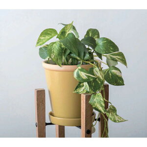 yizObV[|bg 13.5×H13 JVX/~U/^[RCY/AvRbg 30741/30742/30743/30760 POSH LIVING 2022 Collection GREEN 291V[YywVizCeA ϗtA  Aؔ v^