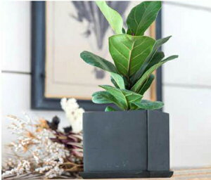 yizXNGA|bg W10.5×D10.5×H9.5 ubN/Vo[ 63664/63665 POSH LIVING 2022 Collection GREEN 291V[YywVizCeA ϗtA  Aؔ v^[