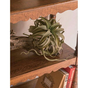 �y�����i�z�L�Z���O���t�B�JS 80946 ��22×L24 POSH LIVING 2022 Collection GREEN 291�V���[�Y�y�w���V���i�z�C���e���A �l�H�ϗt�A�� �t�F�C�N�O���[��