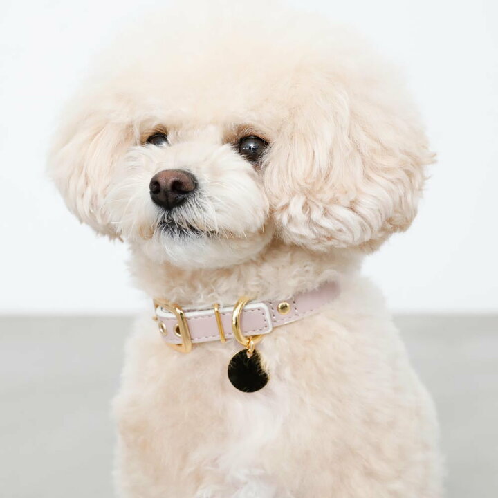 楽天市場 Line追加10 Offクーポン 日本製 本革 名入れ Moncheri モンシェリ 犬 首輪 かわいい おしゃれ 人気 ブランド トイプードル チワワ 小型犬 中型犬 Moncheri楽天市場店