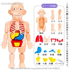 �y���������z�m��ߋ� �l�̃p�Y�� �l�̖͌^ �l�̉�U���f���{�f�B �l�̉�U�͌^ ���̉�U���f�� ���� ���� �g�ݗ��� �q�ǂ�����