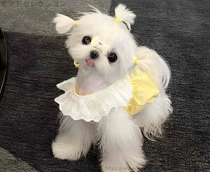 【送料無料】子猫 子犬 母猫 小型犬 袖なし 可愛い かわいい 薄手 春夏秋 ドッグウェア キャットウェア ペットウェア ペット服 服 猫 犬服