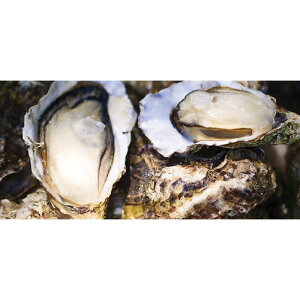 LỹJJĂi12/18܂Łj u 蕨  Ε  2025 Mtg j o oYj Cj TԂ Ԃ ~Mtg Hi @l j v y  z