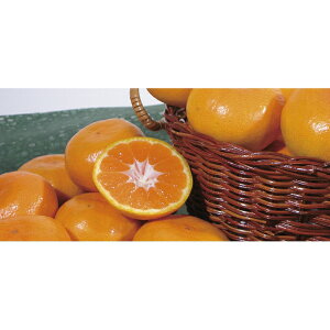 a̎RY cM݂i12/16܂Łj u 蕨  Ε  2025 Mtg j o oYj Cj TԂ Ԃ ~Mtg Hi @l j v y  z