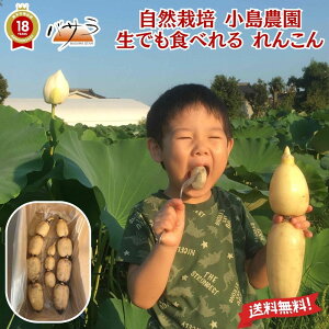 y R͔| _ L@ 񂱂 2kg`6kgzu Mtg  񂱂 R @ Mtg  _򉻊w엿sgp i ͔sgp   䒆 j  Ɛ 