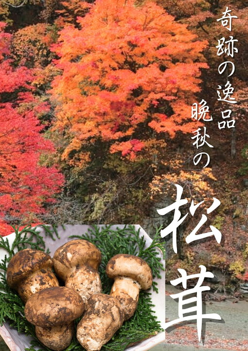 楽天市場】【まもなく受付終了！】 松茸 国産 最高級 信州 天然 信州産 