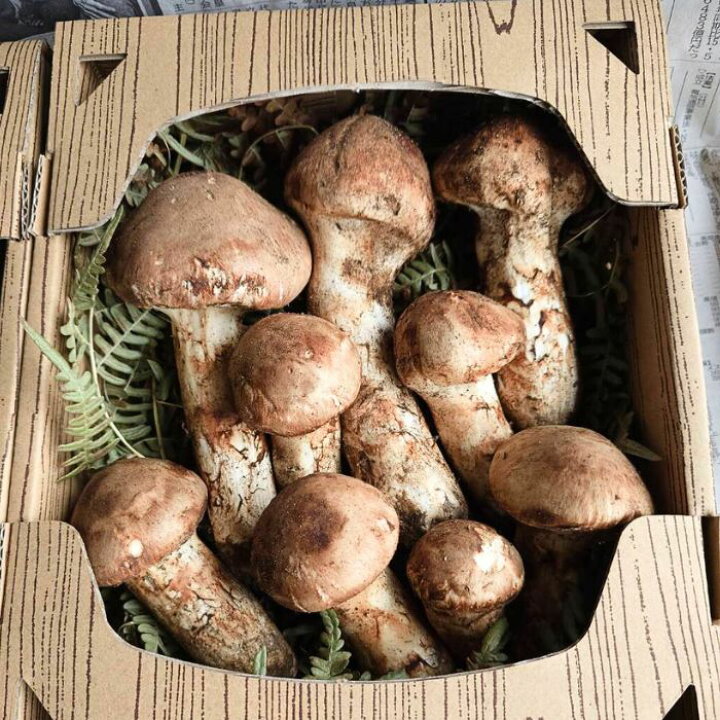 松茸 長野県 南信州産【公式ショッピングサイト】 松茸 南信州産
