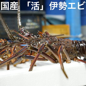 楽天市場 伊勢海老 エビの種 しゅ オマールエビ ロブスター の通販 楽天市場 伊勢海老 エビの種 しゅ オマールエビ ロブスター の通販