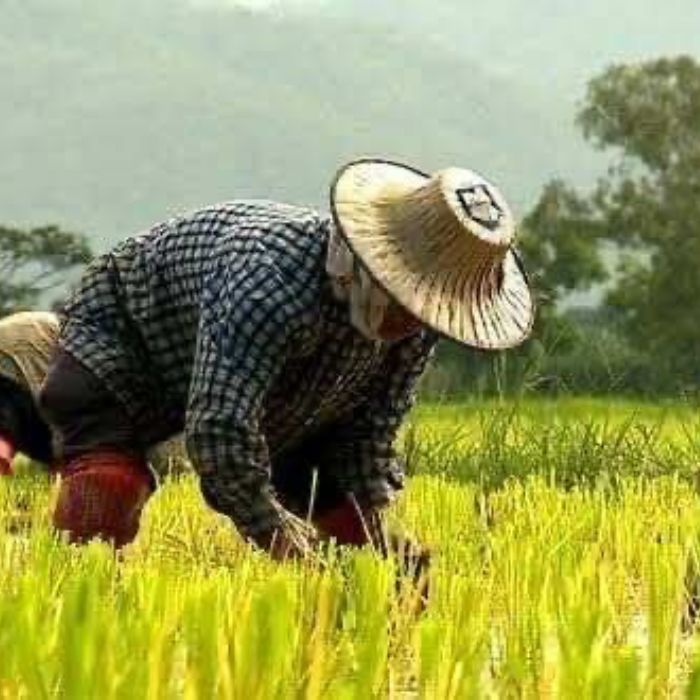 タイ産ジャスミンライス5Kg【送料無料】「タイの最高級米ジャスミン米タイ米香り米お米」