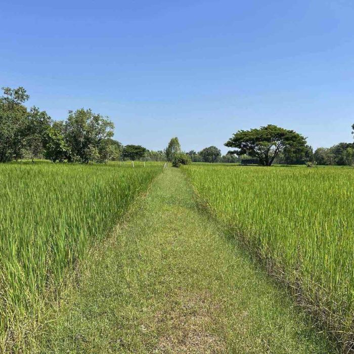 タイ産ジャスミンライス5Kg【送料無料】「タイの最高級米ジャスミン米タイ米香り米お米」