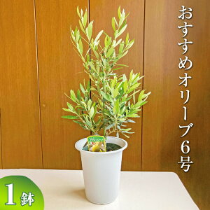 y9z߃I[u6 ւ̔zs| ϗtA A O[ I[u̖  c A V{c[ Mtg  蕨 v[g hV̓ 2025  _ƒ 