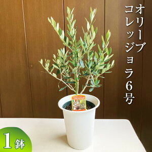 【10%OFFクーポン】オリーブ コレッジョラ6号 ※離島への配送不可| 観葉植物 植物 グリーン オリーブの木 コレッジョラ 室内 苗 鉢植え シンボルツリー ギフト 贈答 贈り物 プレゼント 直送