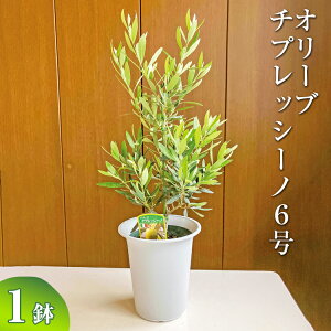 y9zI[u `vbV[m6 ւ̔zs| ϗtA A O[ I[u̖ `vbV[m  c A V{c[ Mtg  蕨 v[g  _